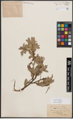 Salix bebbiana Sarg.